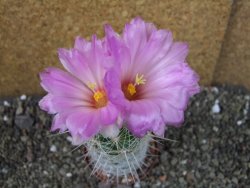 Thelocactus bicolor bolaensis Cerro Bola pot 7 cm - 12405530
