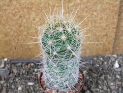 Thelocactus bicolor bolaensis Cerro Bola pot 7 cm - 12405531