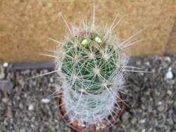 Thelocactus bicolor bolaensis Cerro Bola pot 7 cm - 12405532