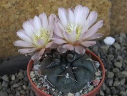 Gymnocalycium dubniorum JPR 68-154 Puerto madryn, pot 5,5 cm - 12405534