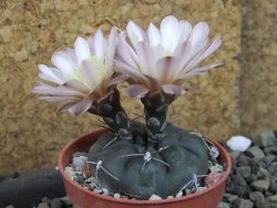 Gymnocalycium dubniorum JPR 68-154 Puerto madryn, pot 5,5 cm - 12405536