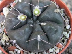 Gymnocalycium dubniorum JPR 68-154 Puerto madryn, pot 5,5 cm - 12405537