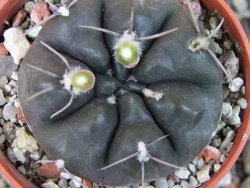 Gymnocalycium dubniorum JPR 68-154 Puerto madryn, pot 5,5 cm - 12405538