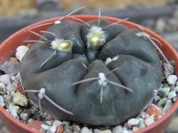 Gymnocalycium dubniorum JPR 68-154 Puerto madryn, pot 5,5 cm - 12405539