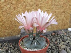 Gymnocalycium dubniorum JPR 68-154 Puerto madryn, pot 5,5 cm - 12405542