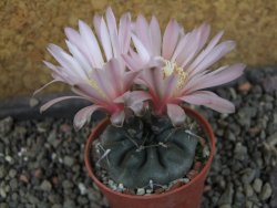 Gymnocalycium dubniorum JPR 68-154 Puerto madryn, pot 5,5 cm - 12405543