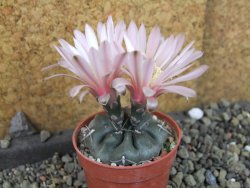 Gymnocalycium dubniorum JPR 68-154 Puerto madryn, pot 5,5 cm - 12405544