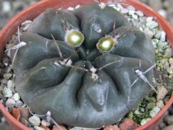 Gymnocalycium dubniorum JPR 68-154 Puerto madryn, pot 5,5 cm - 12405545