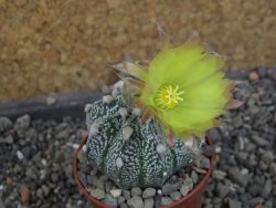 Astrophytum Z Jasenné pot 5,5 cm