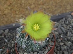 Astrophytum Z Jasenné pot 5,5 cm - 12405547