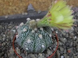 Astrophytum Z Jasenné pot 5,5 cm - 12405548