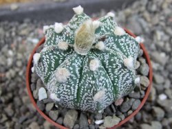 Astrophytum Z Jasenné pot 5,5 cm - 12405549