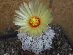 Astrophytum Z Jasenné pot 7 cm - 12405558