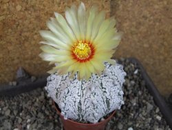 Astrophytum Z Jasenné pot 7 cm