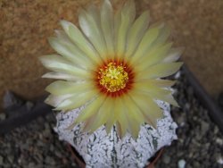 Astrophytum Z Jasenné pot 7 cm - 12405560
