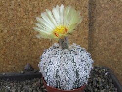 Astrophytum Z Jasenné pot 7 cm - 12405561