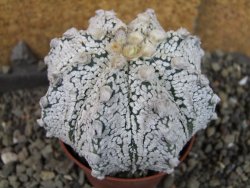 Astrophytum Z Jasenné pot 7 cm - 12405562