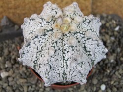 Astrophytum Z Jasenné pot 7 cm - 12405563