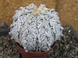 Astrophytum Z Jasenné pot 7 cm - 12405564