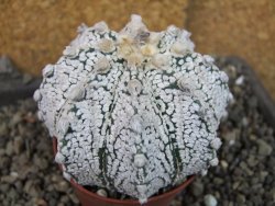 Astrophytum Z Jasenné pot 7 cm - 12405565