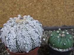 Astrophytum Z Jasenné pot 7 cm - 12405566