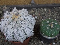 Astrophytum Z Jasenné pot 7 cm - 12405567