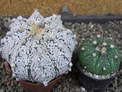 Astrophytum Z Jasenné pot 7 cm - 12405568