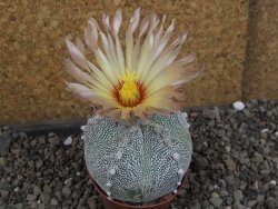 Astrophytum Z Jasenné pot 7 cm - 12405569