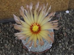 Astrophytum Z Jasenné pot 7 cm