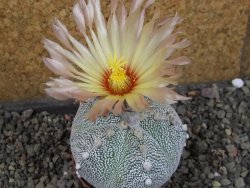 Astrophytum Z Jasenné pot 7 cm - 12405571