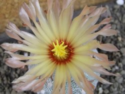 Astrophytum Z Jasenné pot 7 cm - 12405572