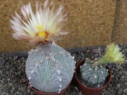 Astrophytum Z Jasenné pot 7 cm - 12405573