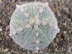 Astrophytum Z Jasenné pot 7 cm - 12405574