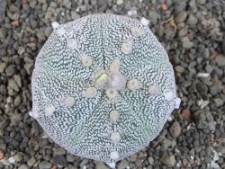 Astrophytum Z Jasenné pot 7 cm - 12405575