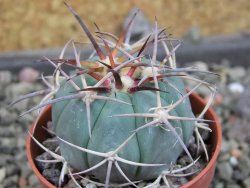Echinocactus horizonthalonius El Pegueto Icamole pot 5,5 cm - 12405582
