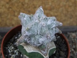 Asrophytum coahuilense Hakuran pot 6,5 cm Roubovaný - 12405583