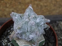Asrophytum coahuilense Hakuran pot 6,5 cm Roubovaný - 12405584