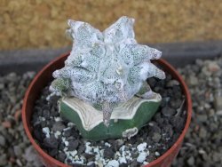 Asrophytum coahuilense Hakuran pot 6,5 cm Roubovaný - 12405586