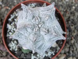 Asrophytum coahuilense Hakuran pot 6,5 cm Roubovaný - 12405588