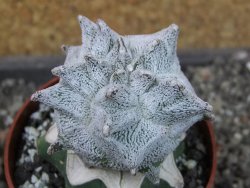 Asrophytum coahuilense Hakuran pot 6,5 cm Roubovaný - 12405589