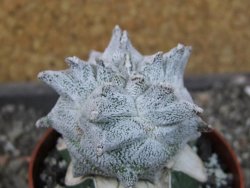 Asrophytum coahuilense Hakuran pot 6,5 cm Roubovaný - 12405590