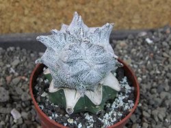 Asrophytum coahuilense Hakuran pot 6,5 cm Roubovaný - 12405591