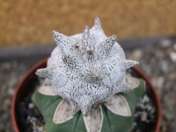 Asrophytum coahuilense Hakuran Snow pot 6,5 cm Roubovaný - 12405592