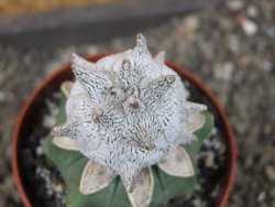Asrophytum coahuilense Hakuran Snow pot 6,5 cm Roubovaný - 12405593