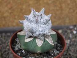 Asrophytum coahuilense Hakuran Snow pot 6,5 cm Roubovaný - 12405594