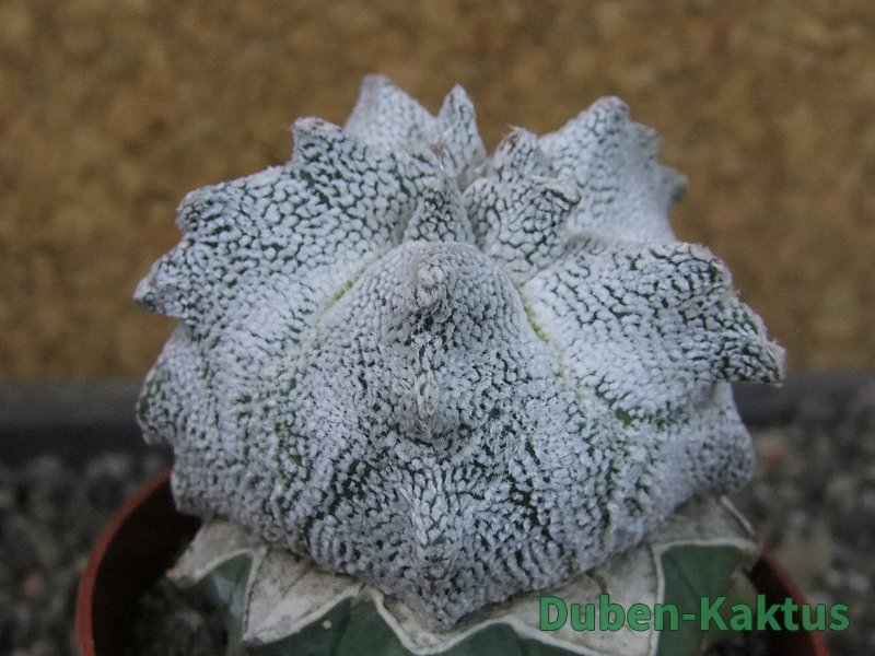 Asrophytum coahuilense Hakuran Snow pot 6,5 cm Roubovaný