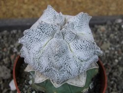 Asrophytum coahuilense Hakuran Snow pot 6,5 cm Roubovaný - 12405596
