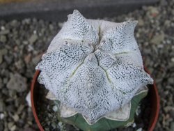 Asrophytum coahuilense Hakuran Snow pot 6,5 cm Roubovaný - 12405598