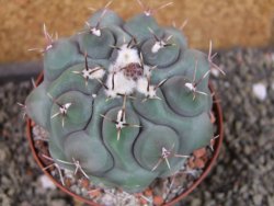 Thelocactus hexaedrophorus major pot 9 cm - 12405601