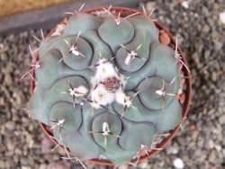 Thelocactus hexaedrophorus major pot 9 cm - 12405602